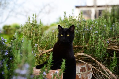 Beautiful black cat on old brick fence among blooming plants