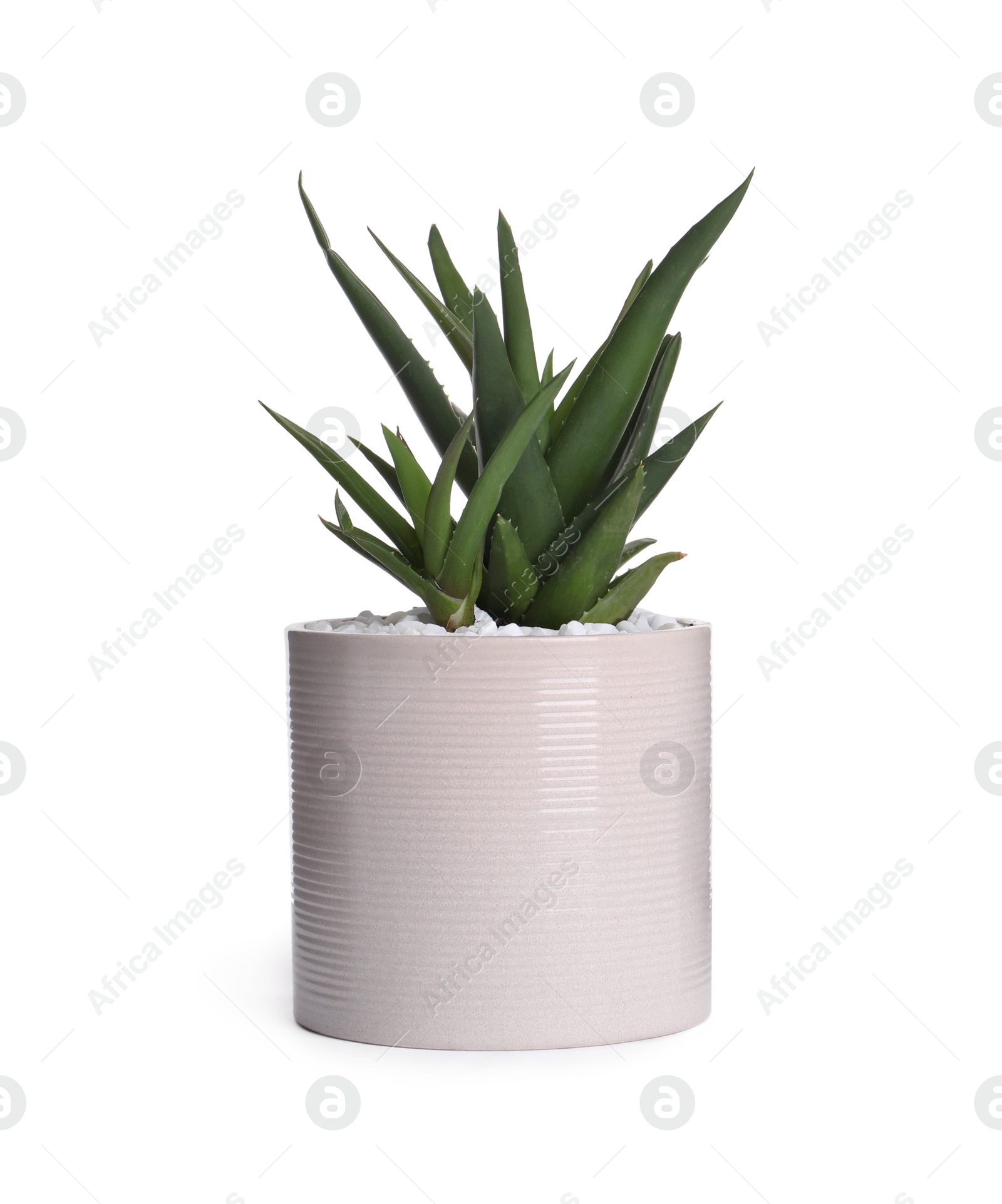 Photo of Aloe in pot isolated on white. House plant