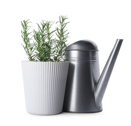 Aromatic green potted rosemary and watering can on white background