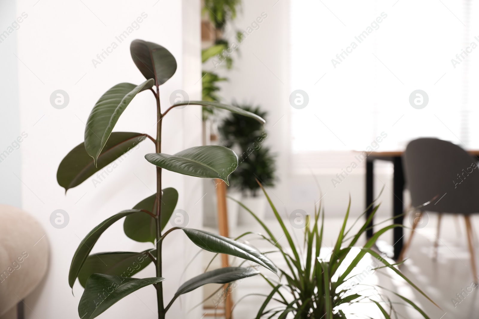 Photo of Green tropical plants in light room. Home decoration