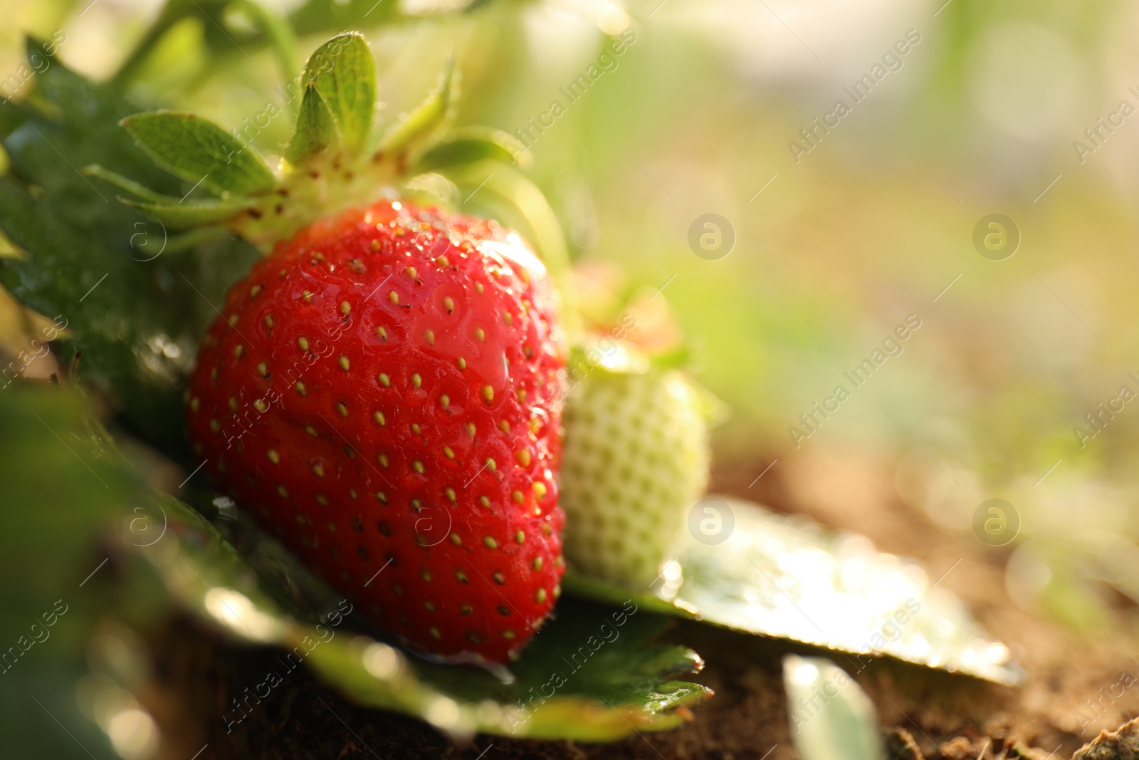 Photo of Strawberry plant with berries on blurred background, closeup