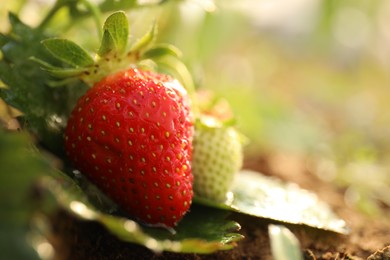 Photo of Strawberry plant with berries on blurred background, closeup