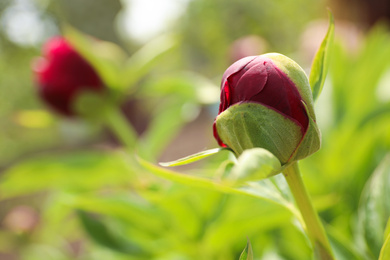 Beautiful red peony bud outdoors on spring day, closeup