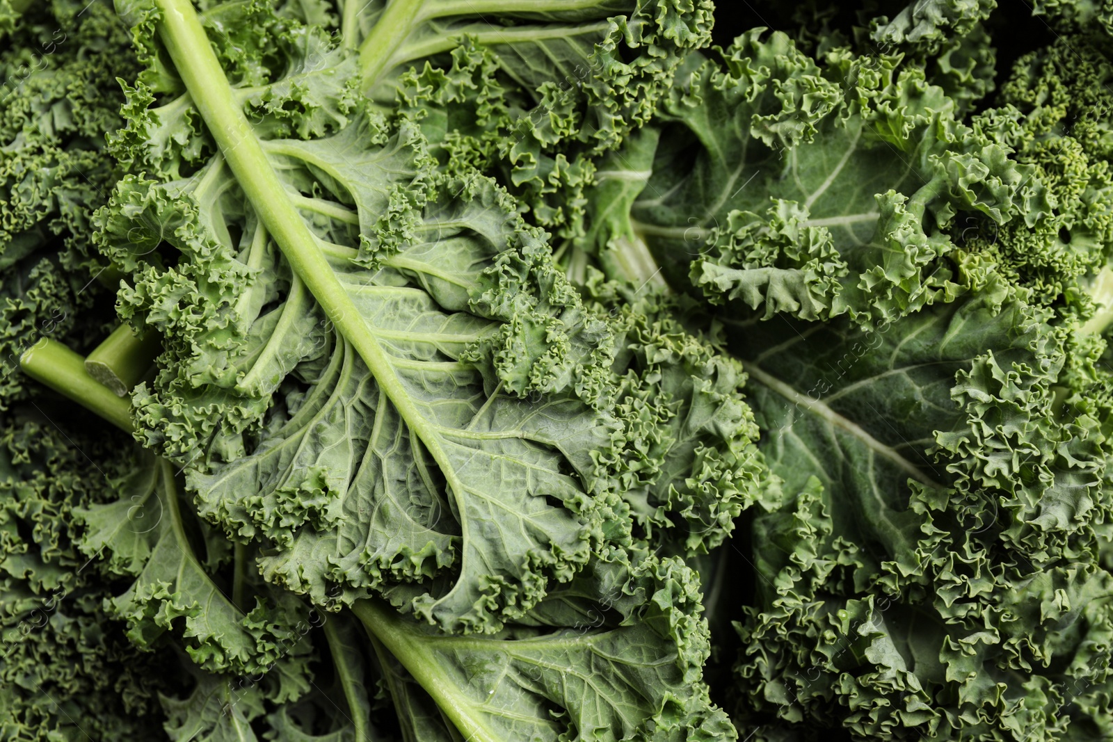 Photo of Fresh kale leaves as background, closeup view