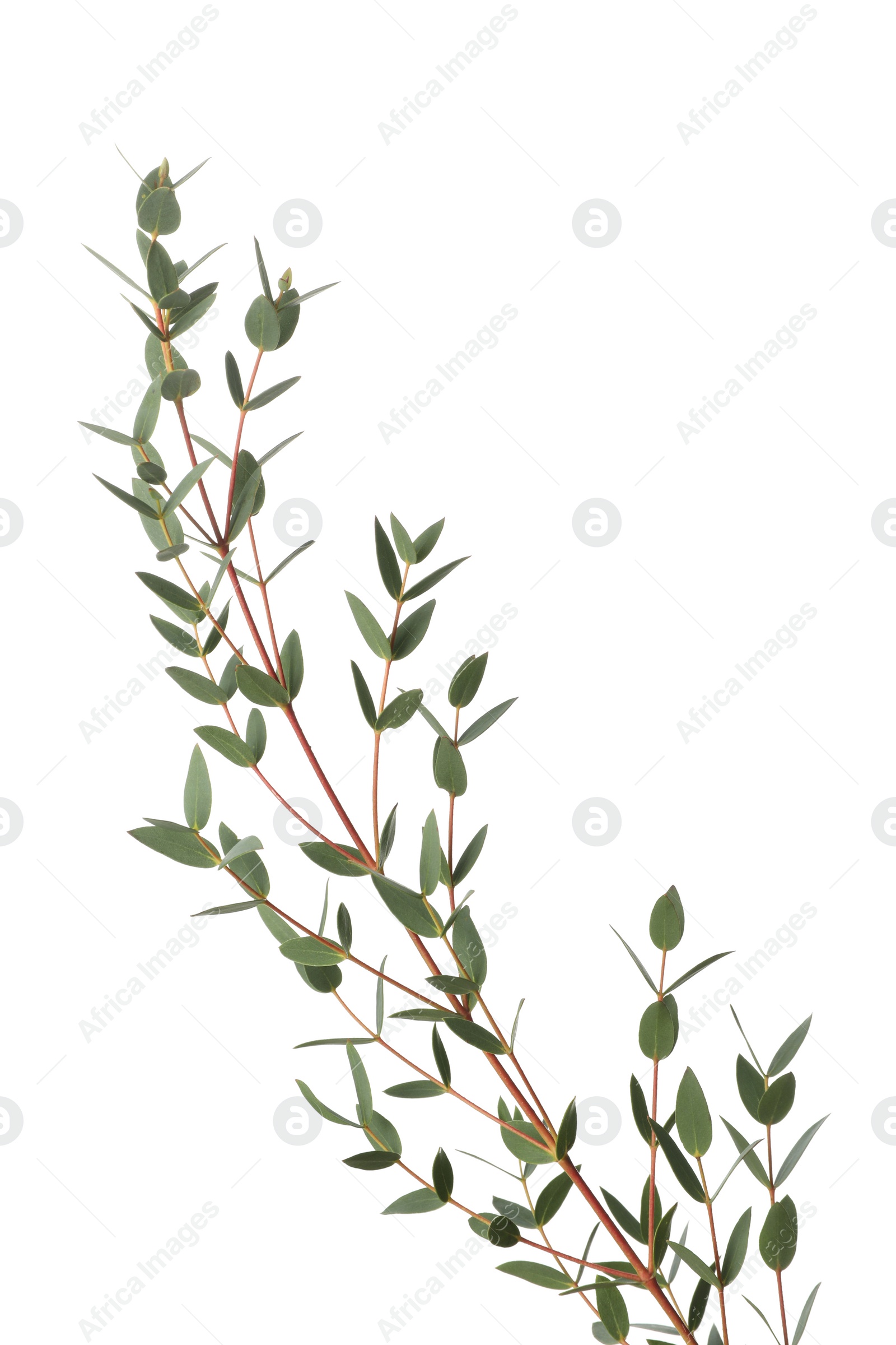 Photo of Eucalyptus branch with fresh leaves isolated on white