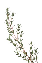 Photo of Eucalyptus branch with fresh leaves isolated on white