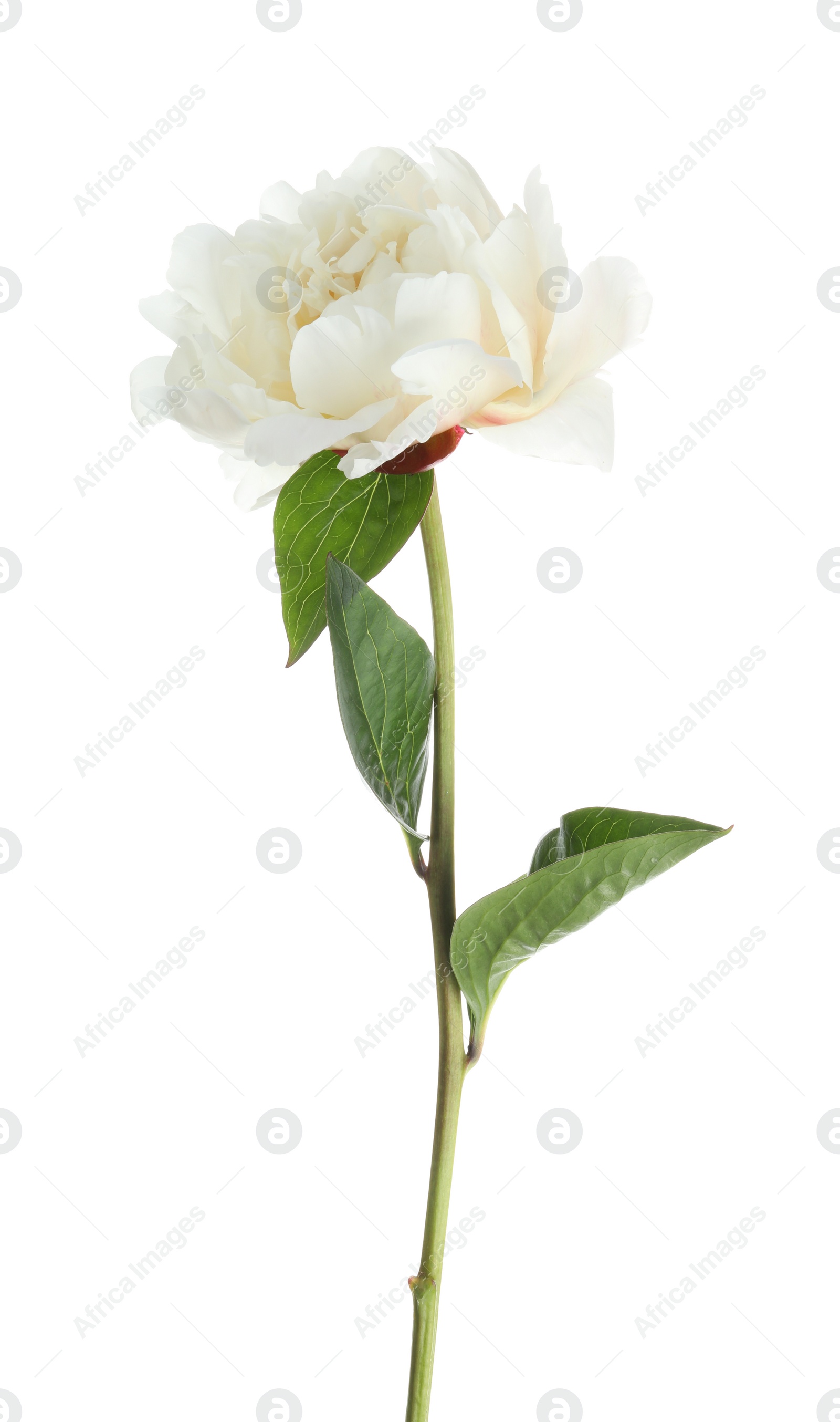 Photo of Beautiful fragrant peony flower isolated on white