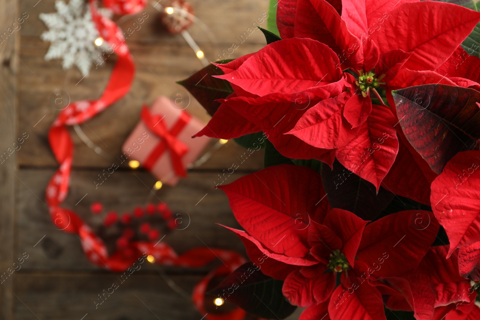 Photo of Poinsettia (traditional Christmas flower) and holiday items on wooden table, top view. Space for text