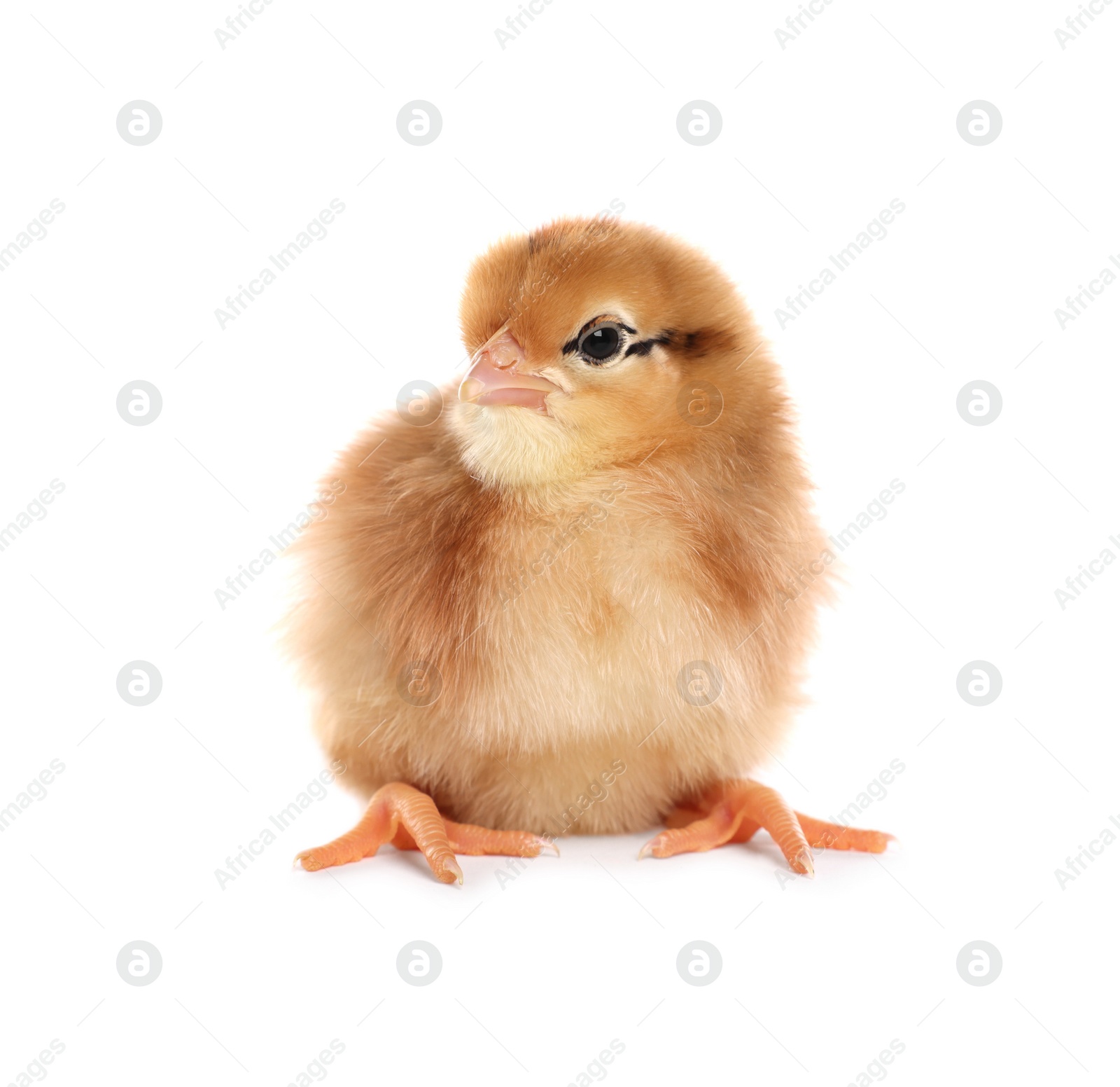 Photo of Cute fluffy baby chicken on white background