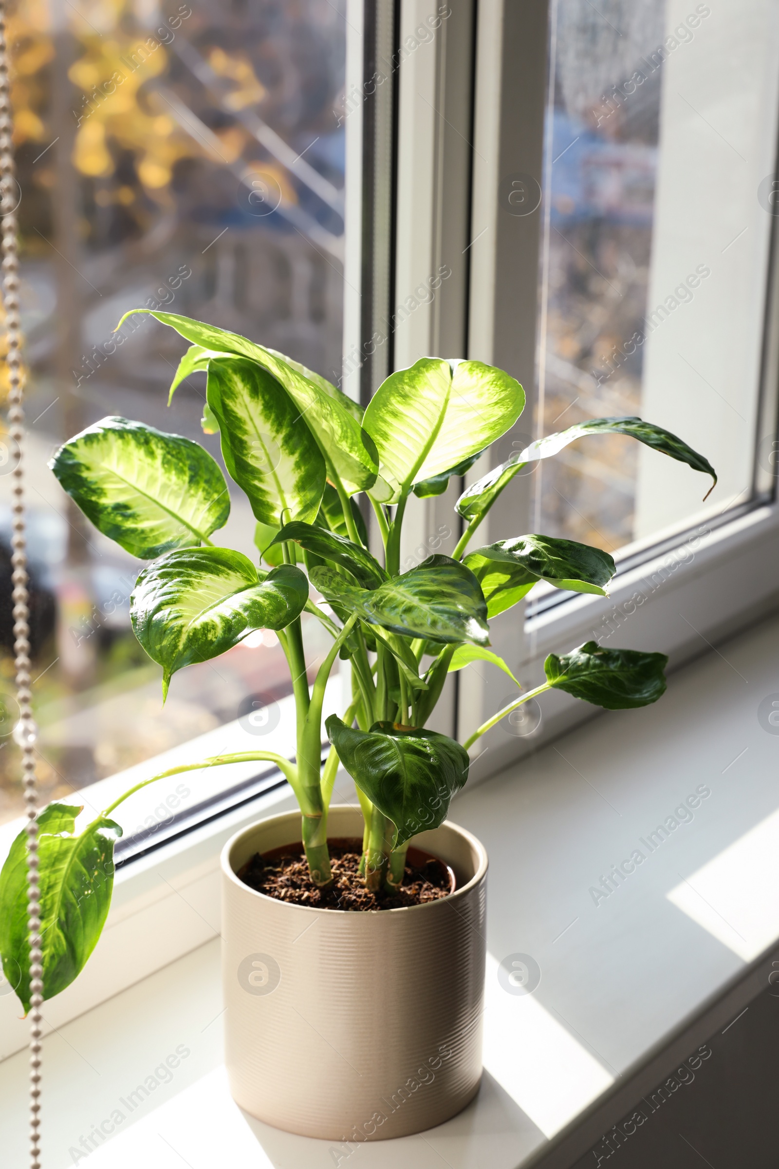Photo of Beautiful Dieffenbachia plant on windowsill at home
