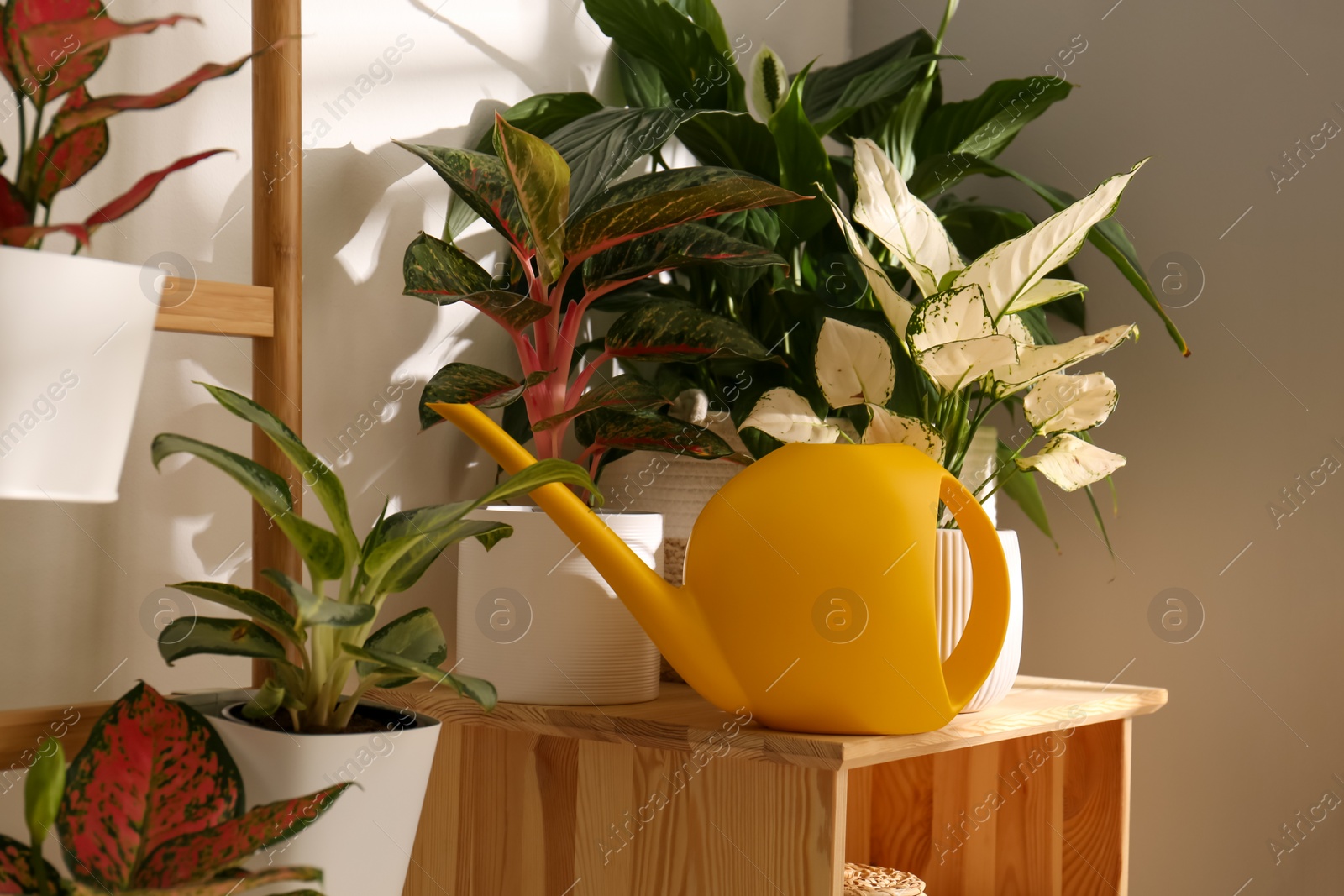 Photo of Exotic houseplants with beautiful leaves and decorative ladder near light wall indoors