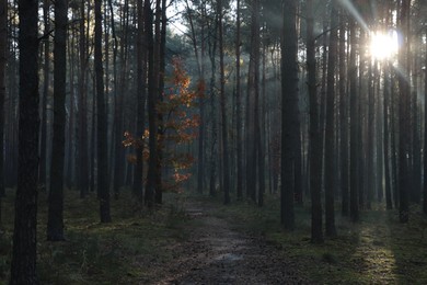 Majestic view of forest with sunbeams shining through trees in morning