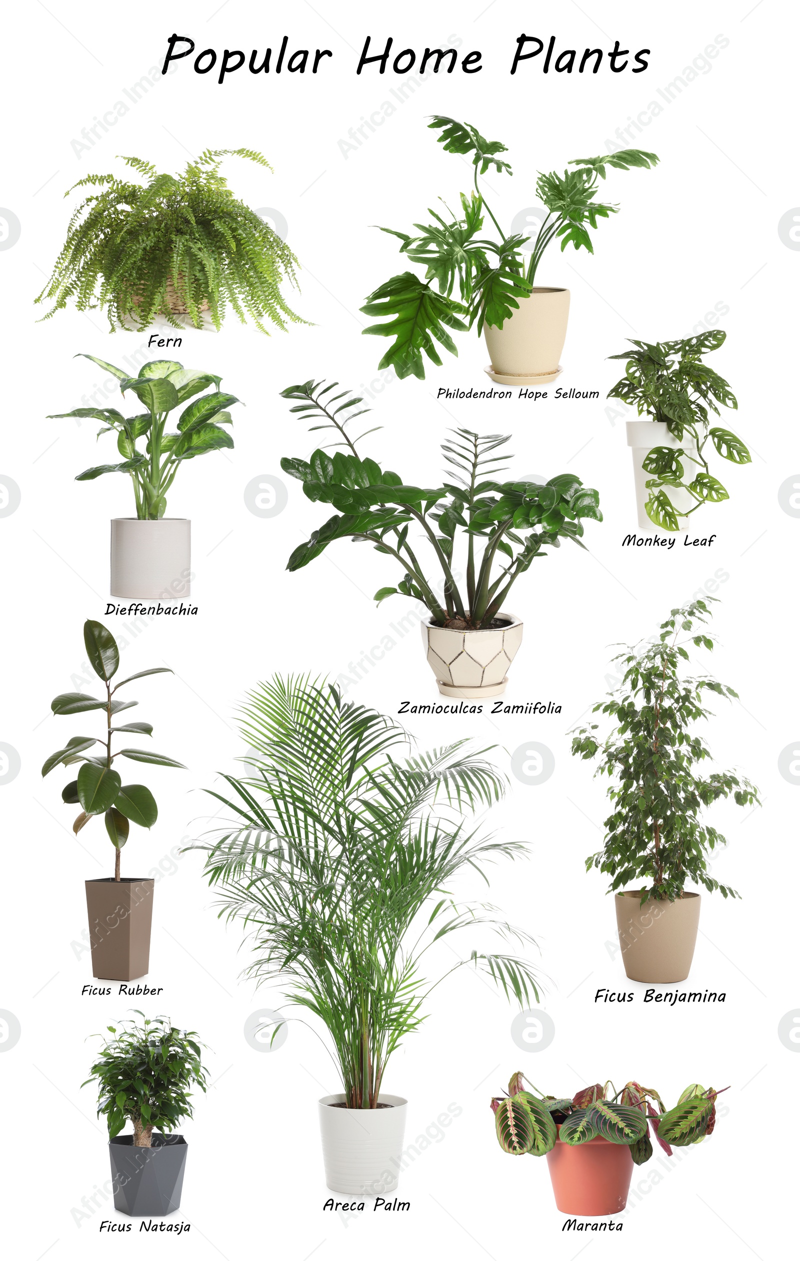 Image of Set of popular house plants on white background