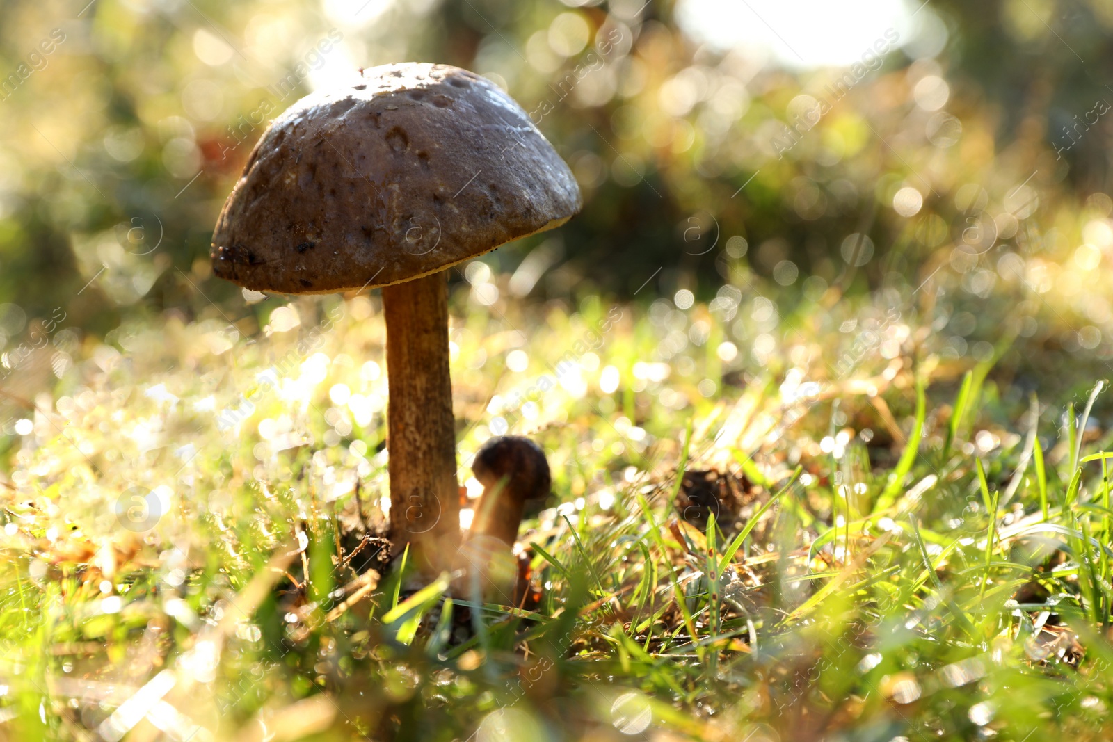 Photo of Fresh wild mushrooms growing outdoors, closeup. Space for text