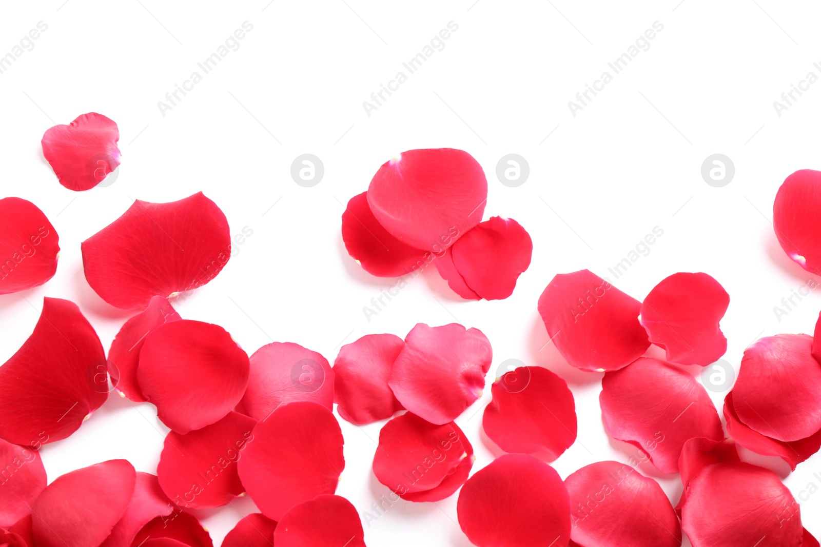 Photo of Fresh red rose petals on white background, top view