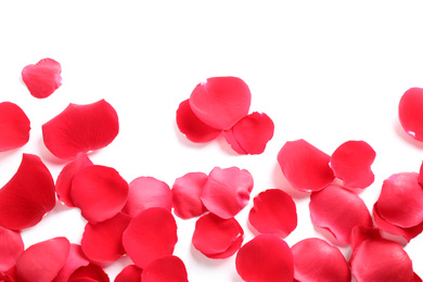 Fresh red rose petals on white background, top view