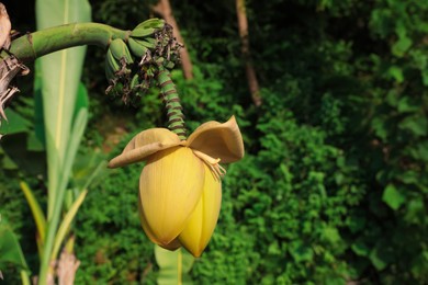 Photo of Fresh banana plant growing in tropical forest, closeup. Space for text