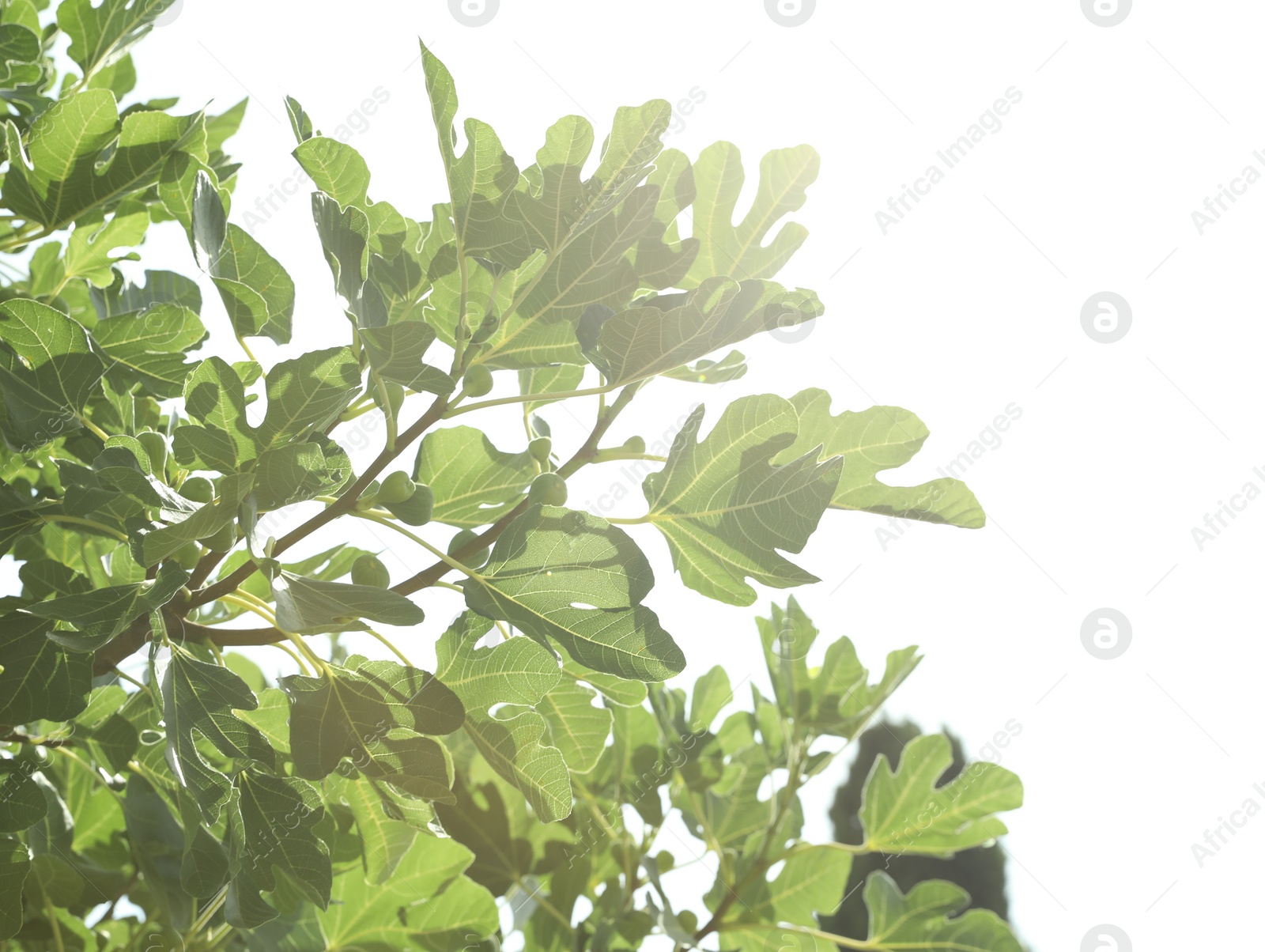 Photo of Unripe figs growing on tree in garden on sunny day