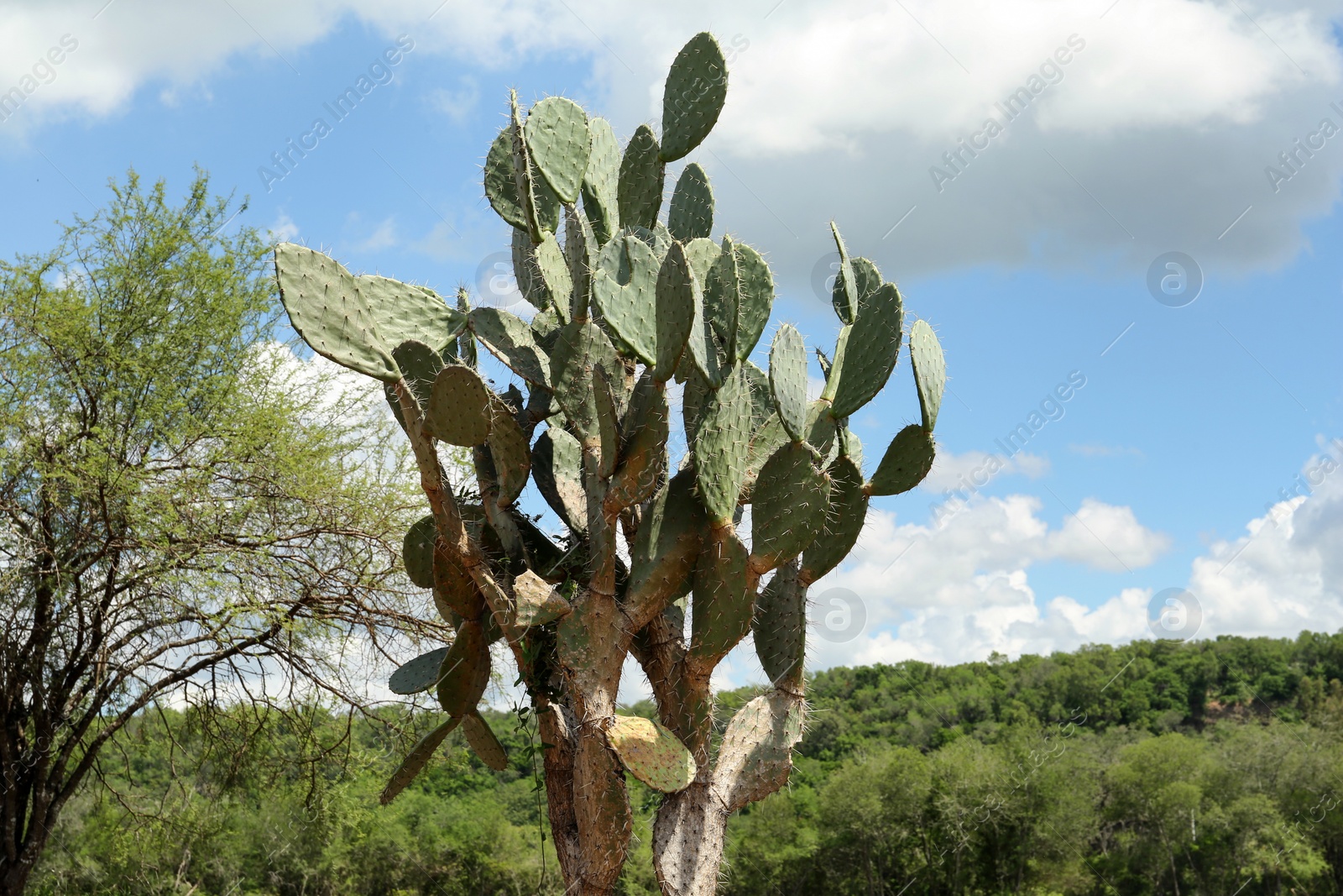 Photo of Beautiful green prickly pear cactus growing outdoors