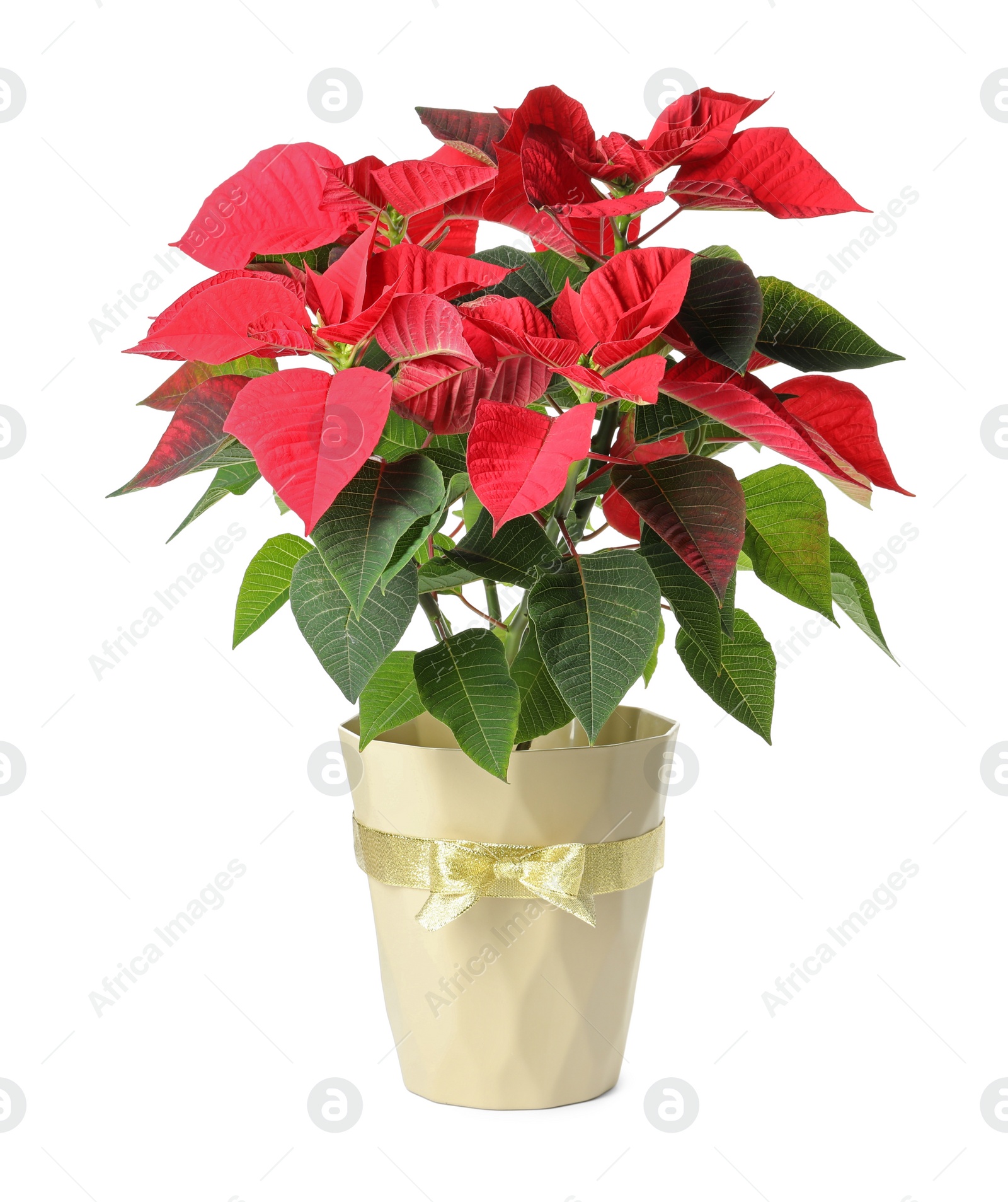 Photo of Red Poinsettia in pot isolated on white. Christmas traditional flower