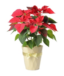 Photo of Red Poinsettia in pot isolated on white. Christmas traditional flower