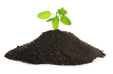 Photo of Young seedling in fertile soil on white background