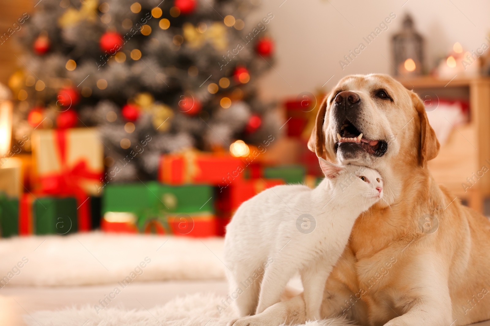 Photo of Adorable dog and cat together at room decorated for Christmas. Cute pets