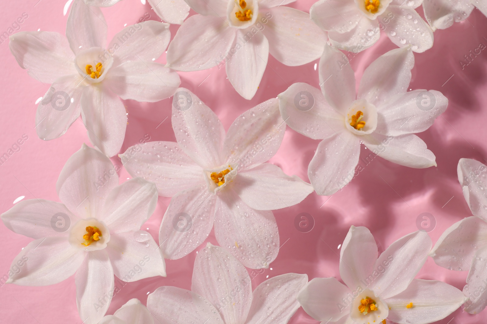 Photo of Beautiful daffodils in water on pink background, top view