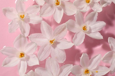 Beautiful daffodils in water on pink background, top view