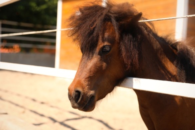 Photo of Cute pony in paddock on sunny day. Pet horse