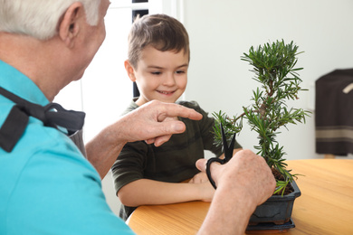 Senior man with little grandson taking care of Japanese bonsai plant indoors. Creating zen atmosphere at home