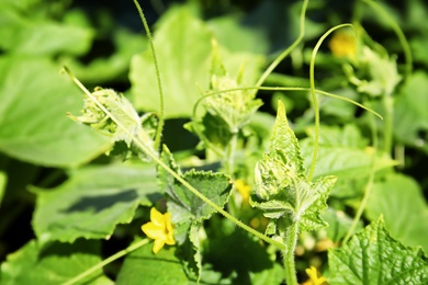 Green cucumber plant in garden on sunny day