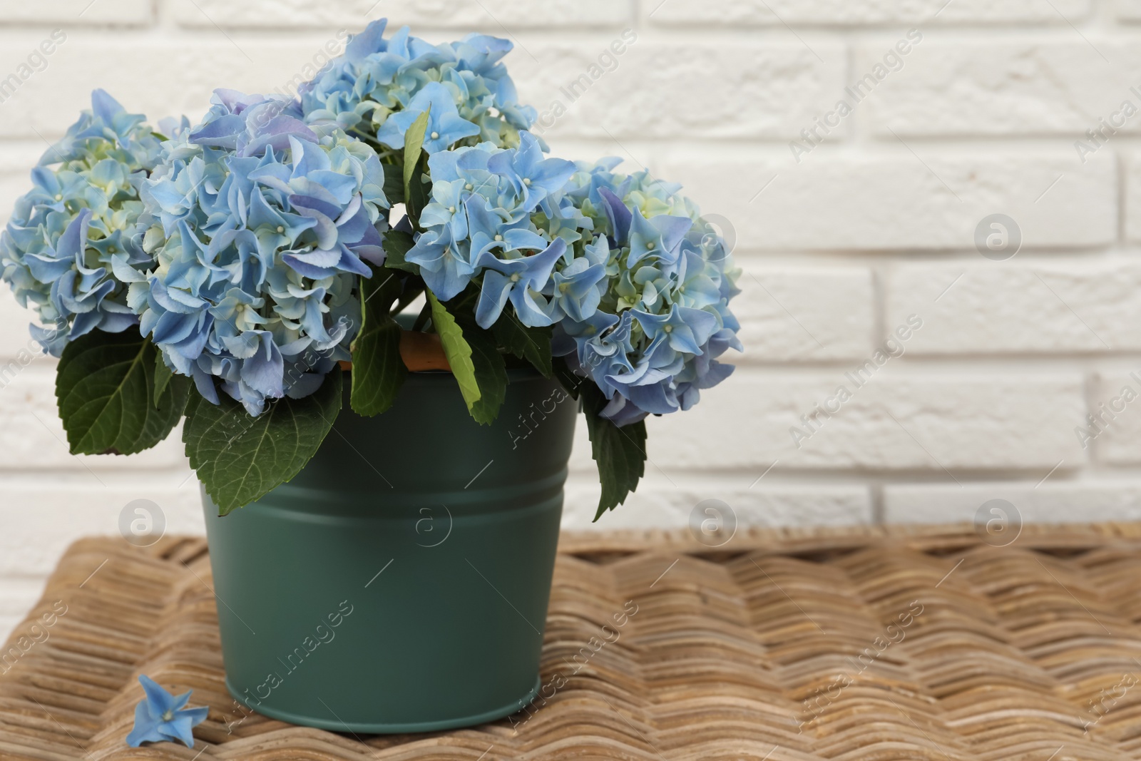 Photo of Beautiful blooming blue hortensia in bucket on wicker table indoors. Space for text