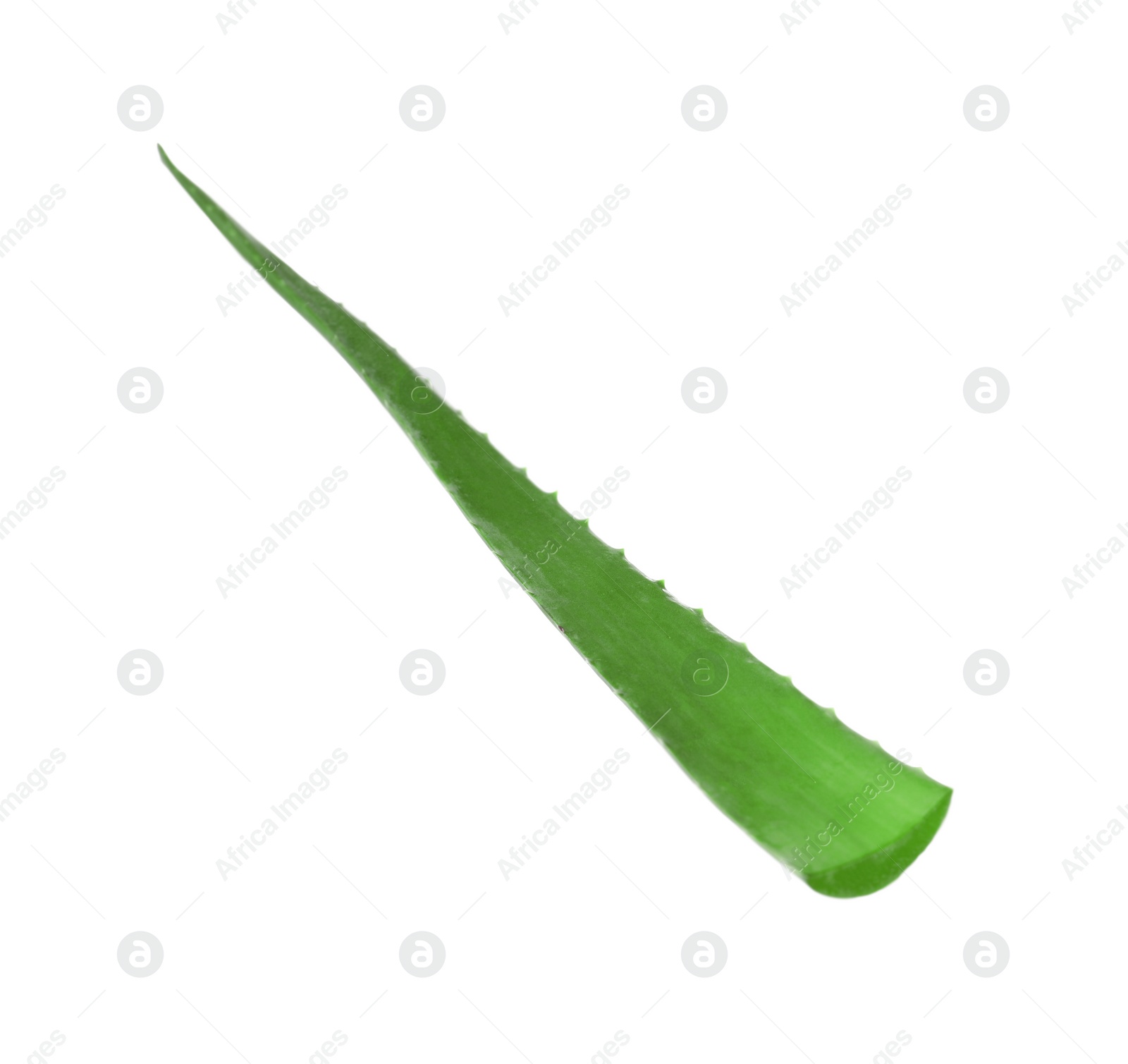 Photo of One aloe vera leaf isolated on white