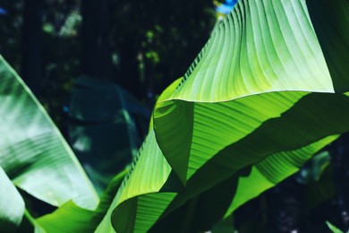 Photo of Beautiful tropical plant with green leaves outdoors on sunny day, closeup. Space for text