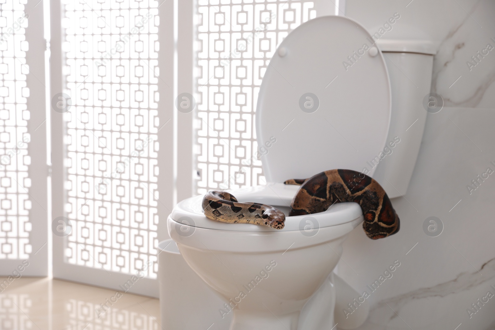 Photo of Brown boa constrictor on toilet bowl in bathroom