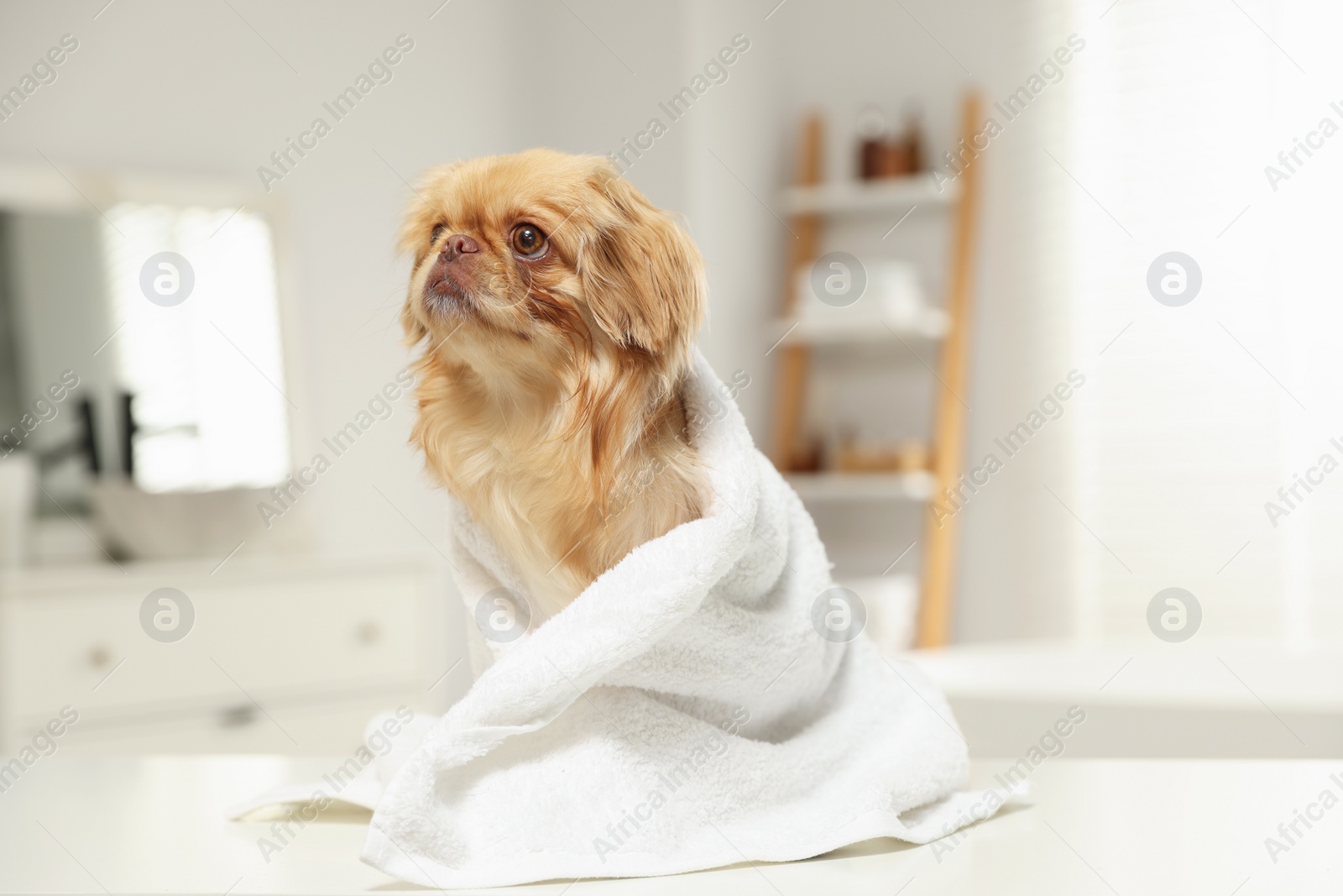 Photo of Cute Pekingese dog with towel in bathroom, space for text. Pet hygiene