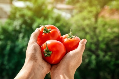 Photo of Farmer holding ripe tomatoes on blurred background, closeup