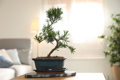 Japanese bonsai plant on table in living room. Creating zen atmosphere at home