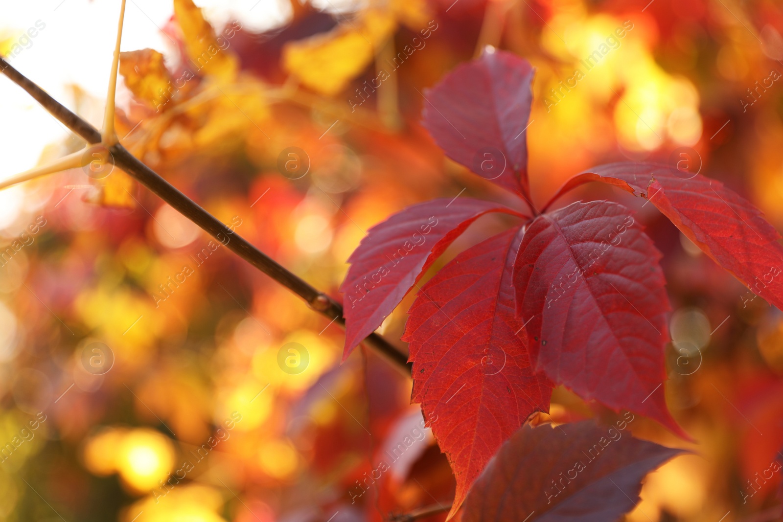 Photo of Tree branch with bright leaves in park, closeup. Autumn season