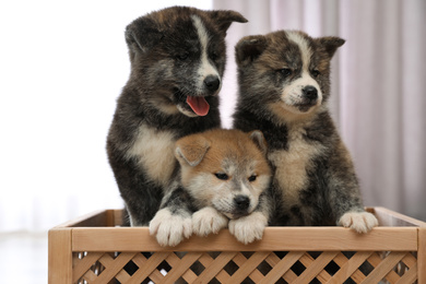 Photo of Akita inu puppies in wooden crate indoors. Lovely dogs