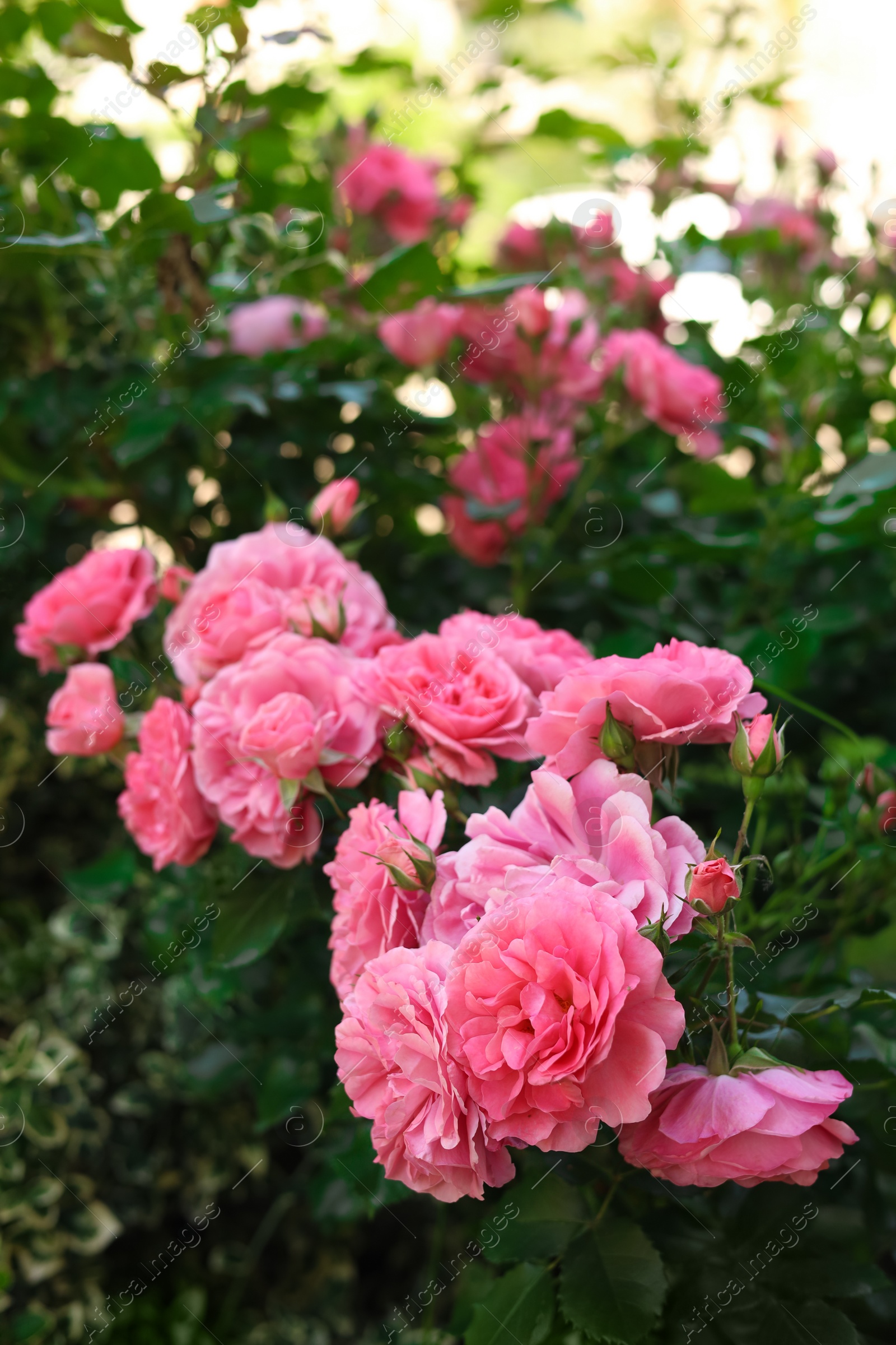 Photo of Beautiful blooming rose bush outdoors on sunny day