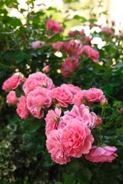 Beautiful blooming rose bush outdoors on sunny day