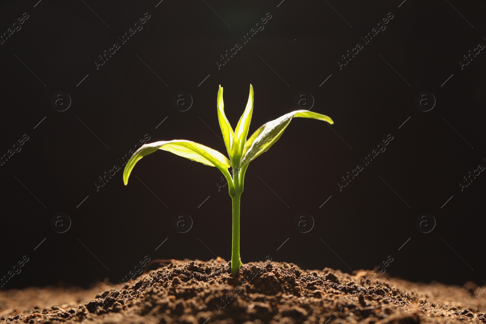 Photo of Young seedling in soil on black background