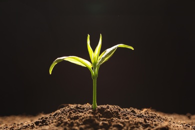 Photo of Young seedling in soil on black background