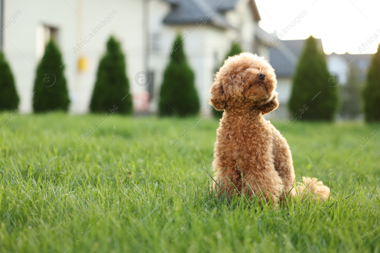 Photo of Cute Maltipoo dog on green lawn in backyard, space for text