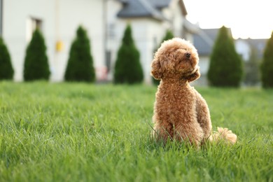 Cute Maltipoo dog on green lawn in backyard, space for text