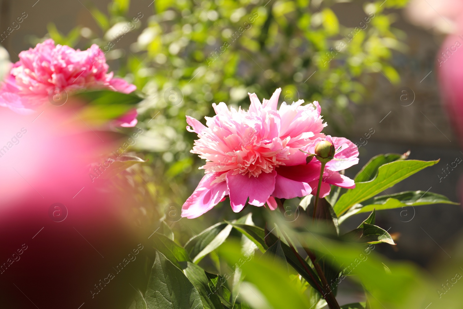 Photo of Beautiful blooming pink peony bush outdoors on sunny day