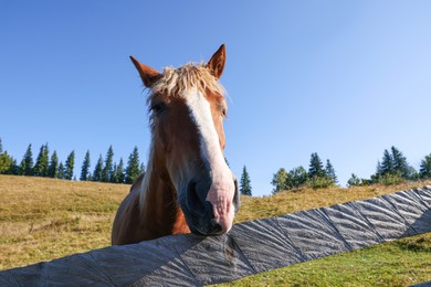 Photo of Cute horse near fence outdoors. Lovely domesticated pet