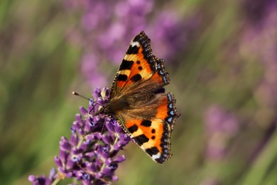 Closeup view of beautiful lavender with butterfly in field on sunny day